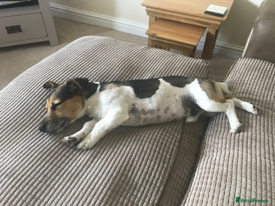 Jack Russell dogs for sale: Jack Russell looking for a loving home  - Advert 1