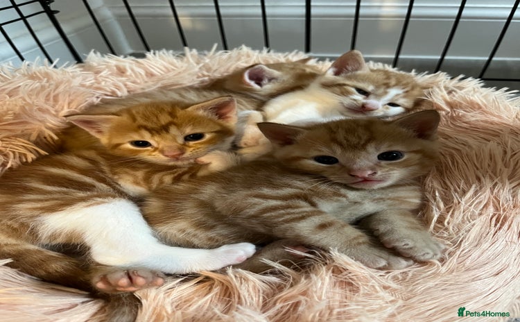 Mixed Breed cats - Advert 1