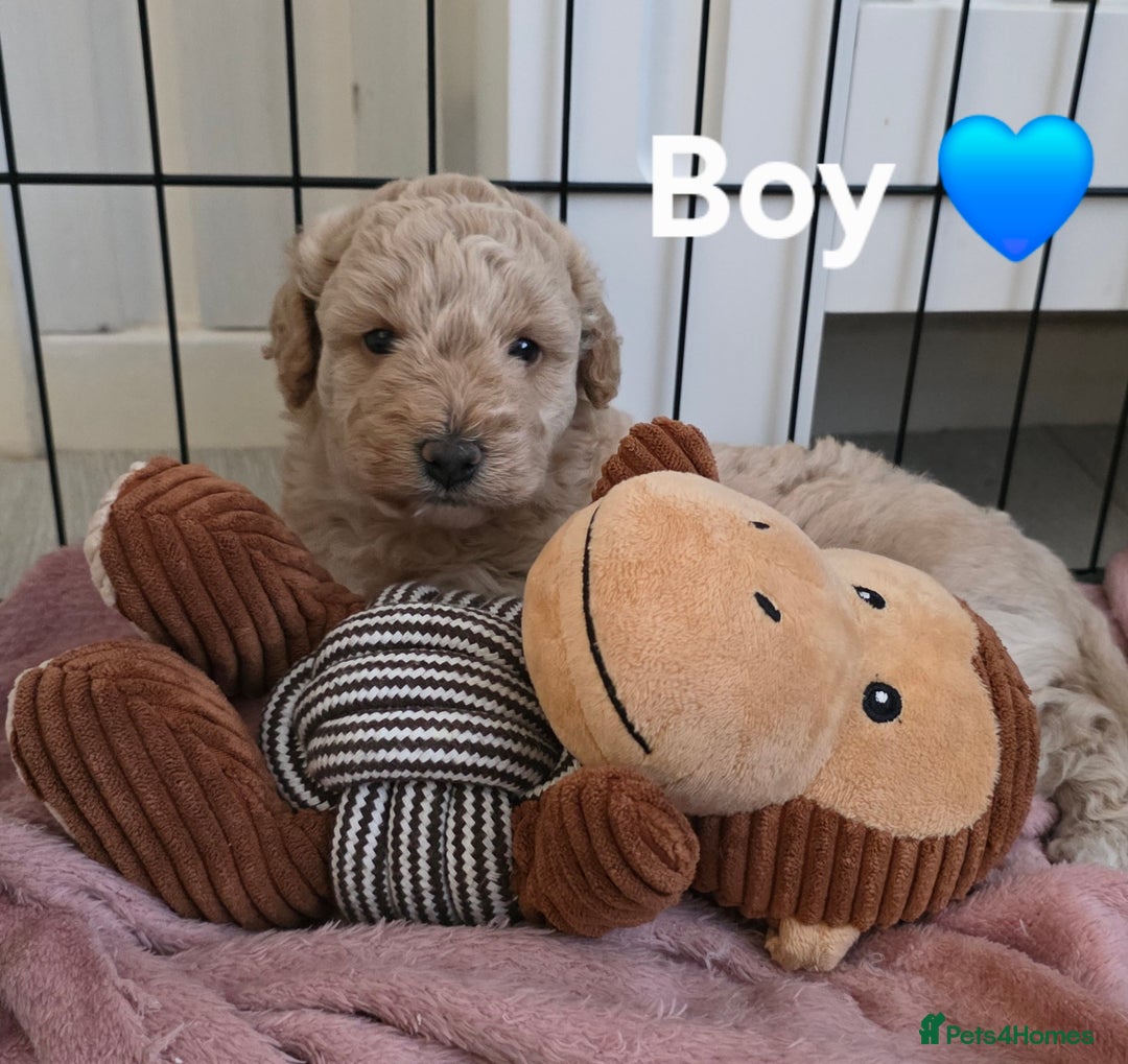 Cockapoo dogs for sale: Cockapoo puppies FB1 miniature poodle X Cockapoo  - Advert 12