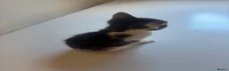 Mixed Breed cats for sale: 9 Adorable Mixed-Breed Kittens for Sale – £90  - Advert 6