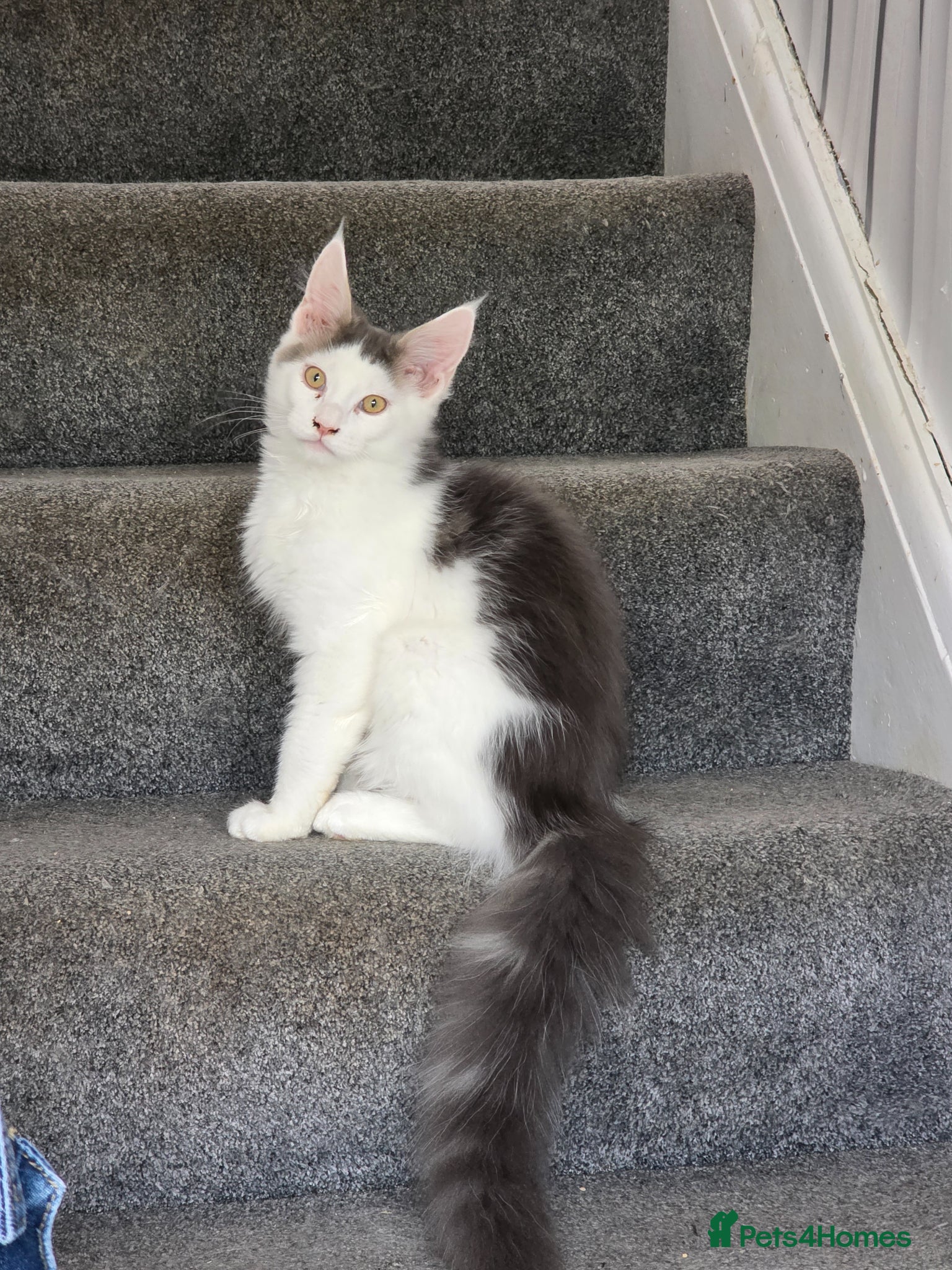 Maine Coon cats STUNNING MAINE COON KITTENS  - Advert 8