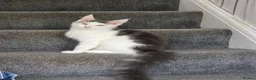 Maine Coon cats for sale: STUNNING MAINE COON KITTENS  - Advert 1