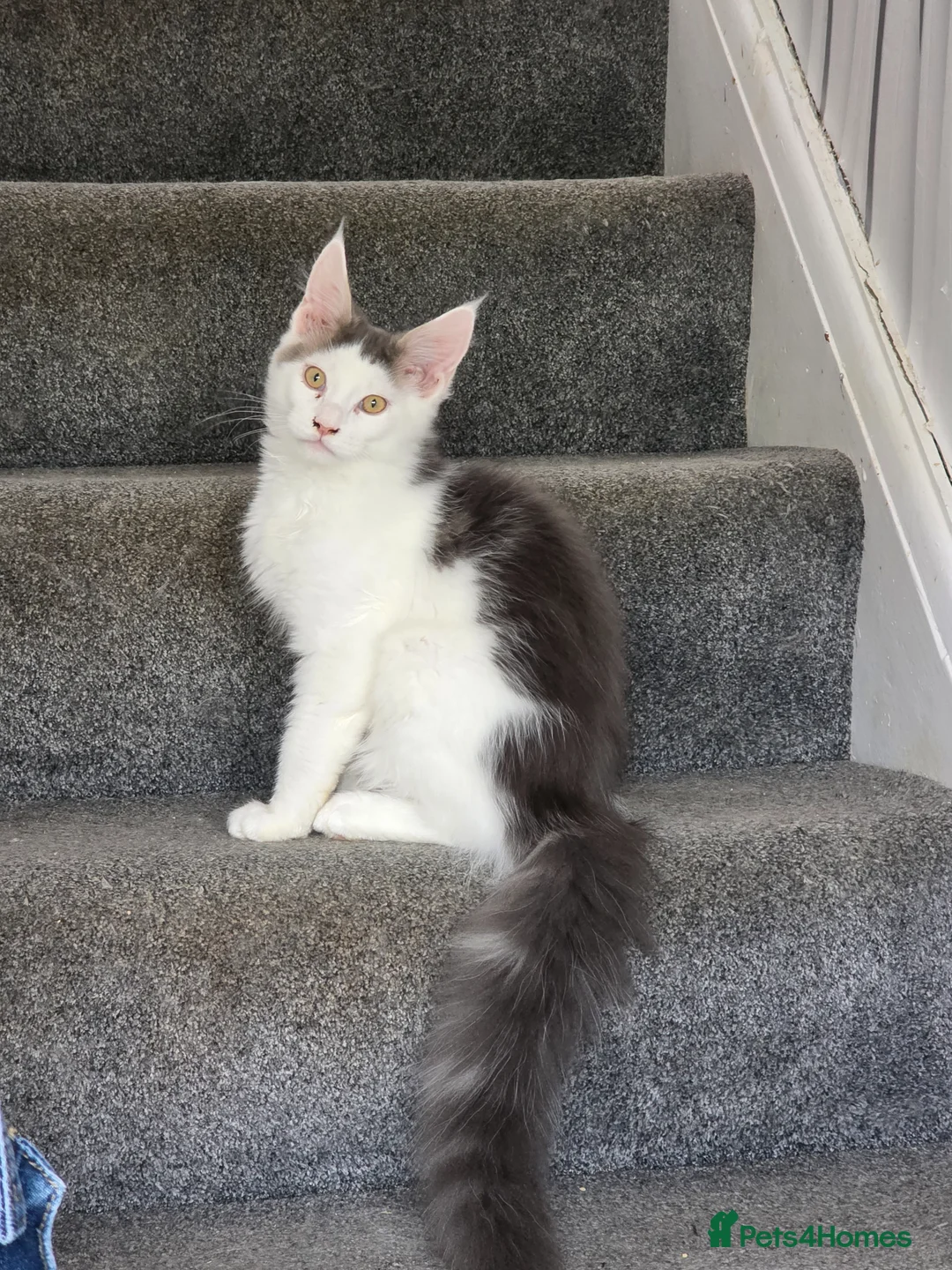 Maine Coon cats for sale: STUNNING MAINE COON KITTENS  - Advert 1