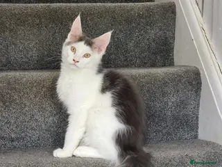 Maine Coon cats STUNNING MAINE COON KITTENS - Advert 8