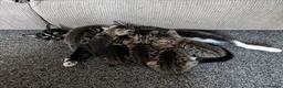 Mixed Breed cats for sale: Mixed Breed Tabby/ Tuxedo Kittens - Advert 20