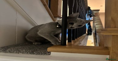 Russian Blue cats Pure Russian Blue Kitten - Advert 3