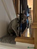 Russian Blue cats Pure Russian Blue Kitten - Advert 1