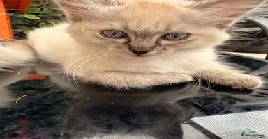 Ragdoll cats - Advert 10
