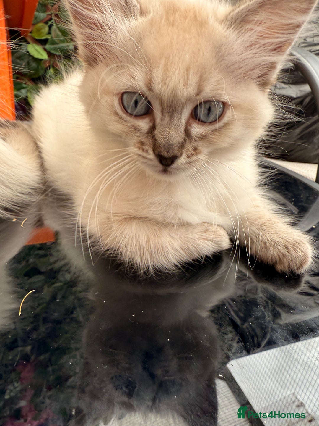 Ragdoll cats for sale: RARE RAGDOLL BABYS  - Image 3