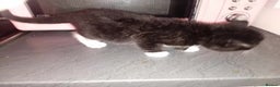 Persian cats for sale: 5 Persian kittens ready just before  ** . - Advert 3