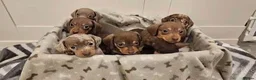 Miniature Dachshund dogs for sale: Miniature dachshund puppies - Advert 4