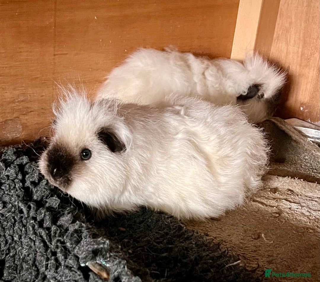 Guinea Pig rodents for sale: Texel Guinea pigs- Breeding Group - Advert 5