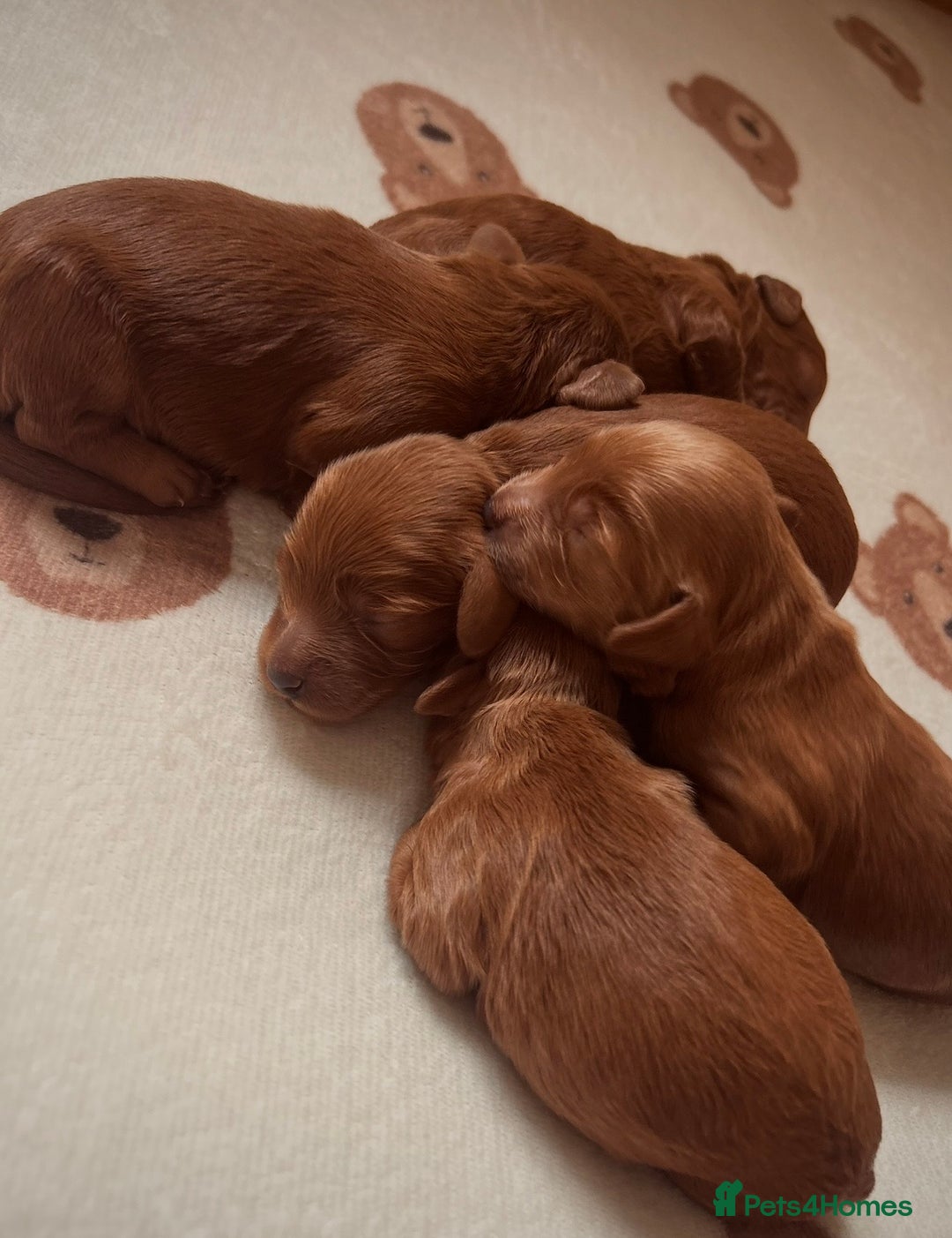 Cockapoo dogs for sale: Last cockapoo boy remaining - Advert 5