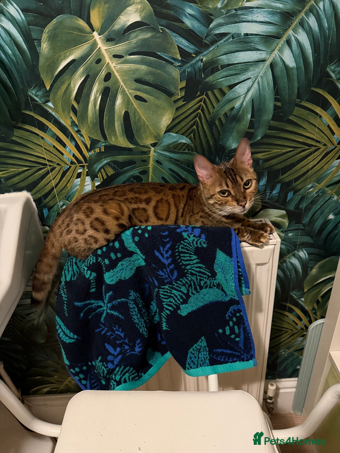 Bengal cats for sale: Beautiful female bengal needs loving new home  - Image 2