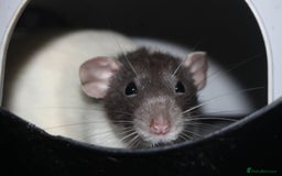 Rat rodents for sale: Male and female rats looking for new homes  - Image 3