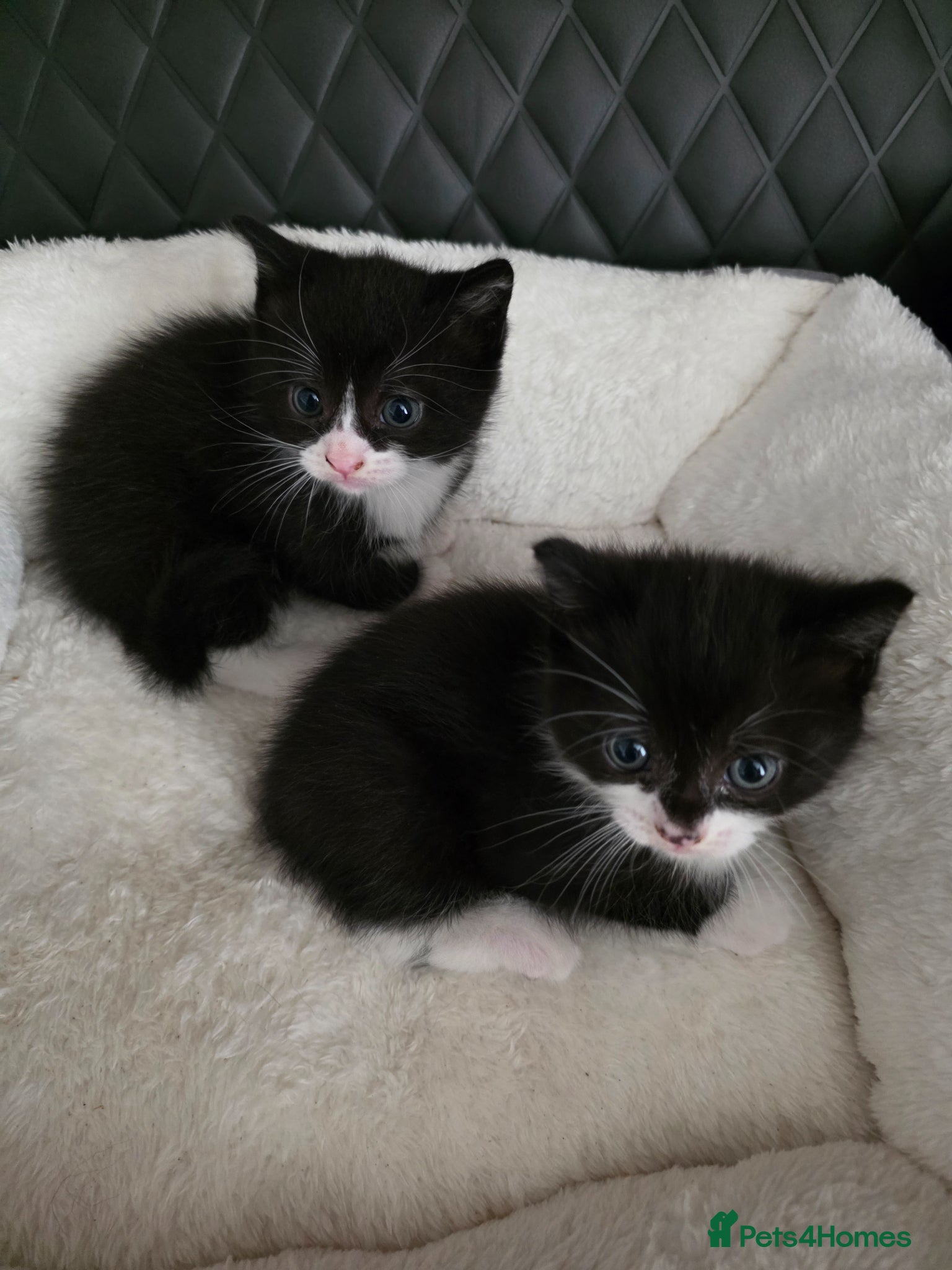 British Shorthair cats Bsh mixed - Advert 1