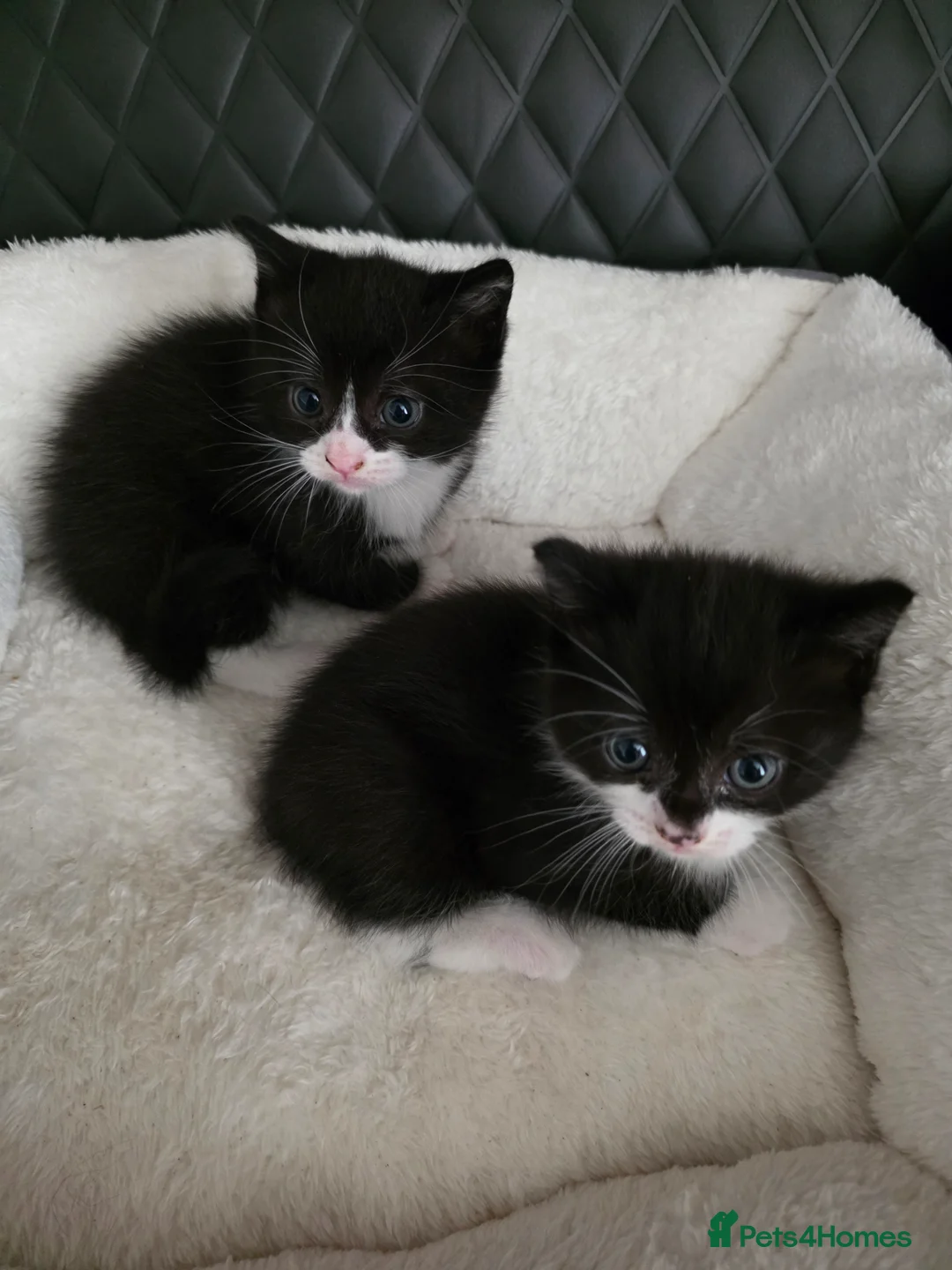 British Shorthair cats for sale: Bsh mixed - Advert 1