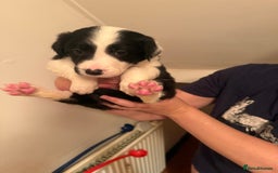 Border Collie dogs for sale: Border collie pups - Image 1