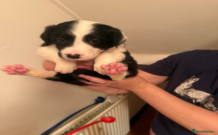 Border Collie dogs - Advert 7
