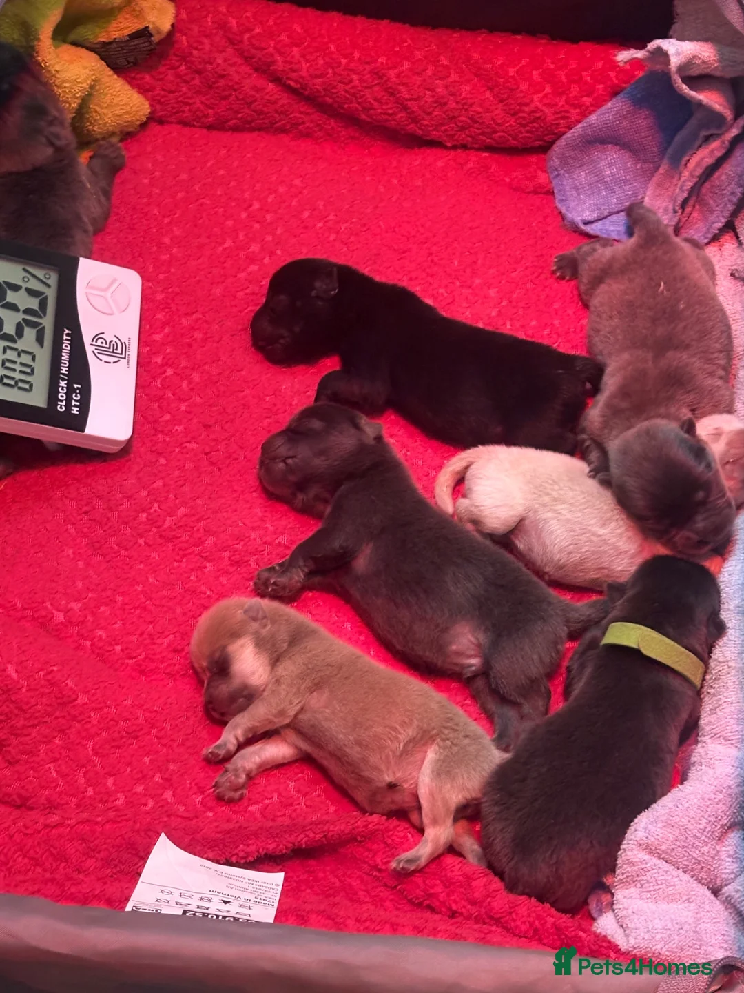 Chow Chow dogs for sale: 18 day old puppies 🩷🩷🩷💙🩷🩷🩷 - Advert 1