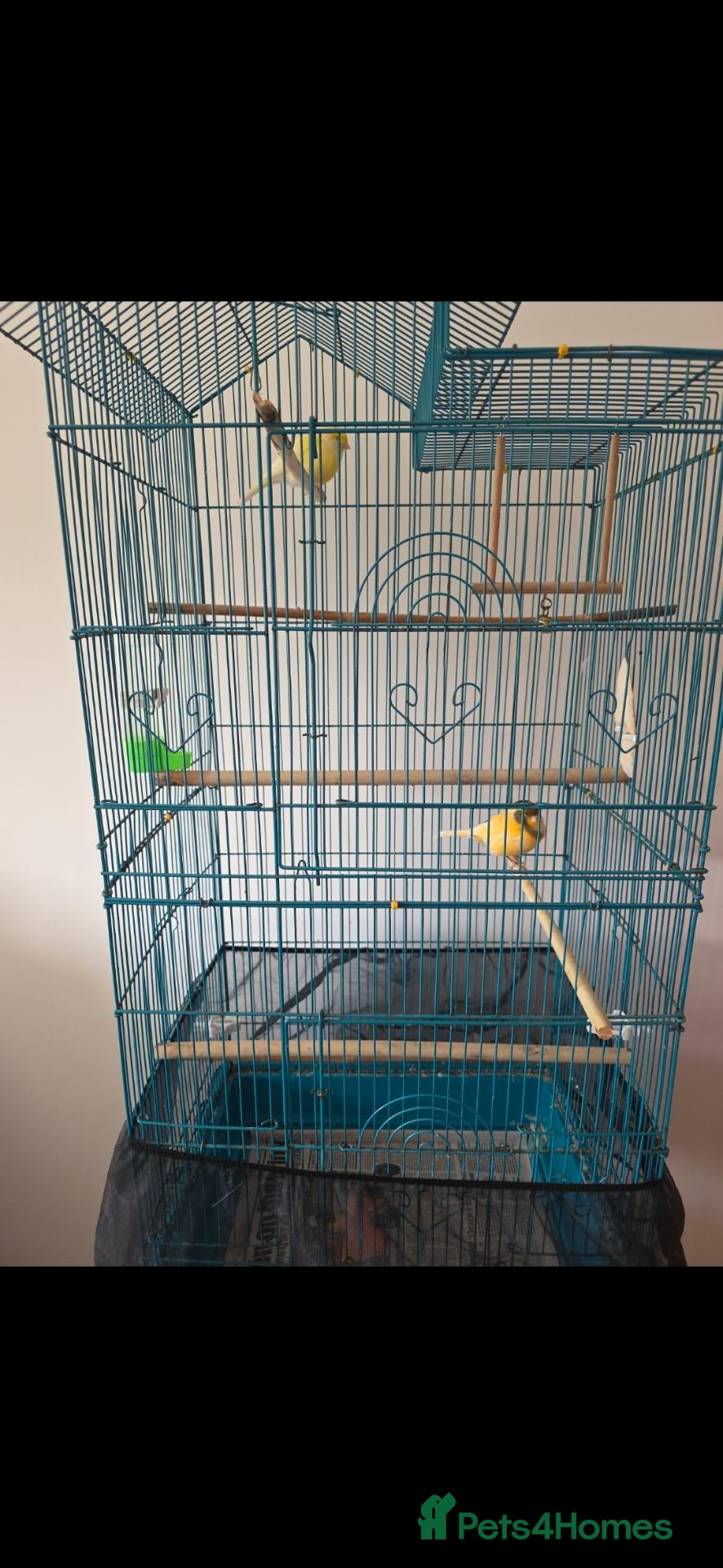 Canaries birds for sale: Two Lovely Canaries Looking for a New Home - Advert 11
