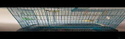 Canaries birds for sale: Two Lovely Canaries Looking for a New Home - Advert 1