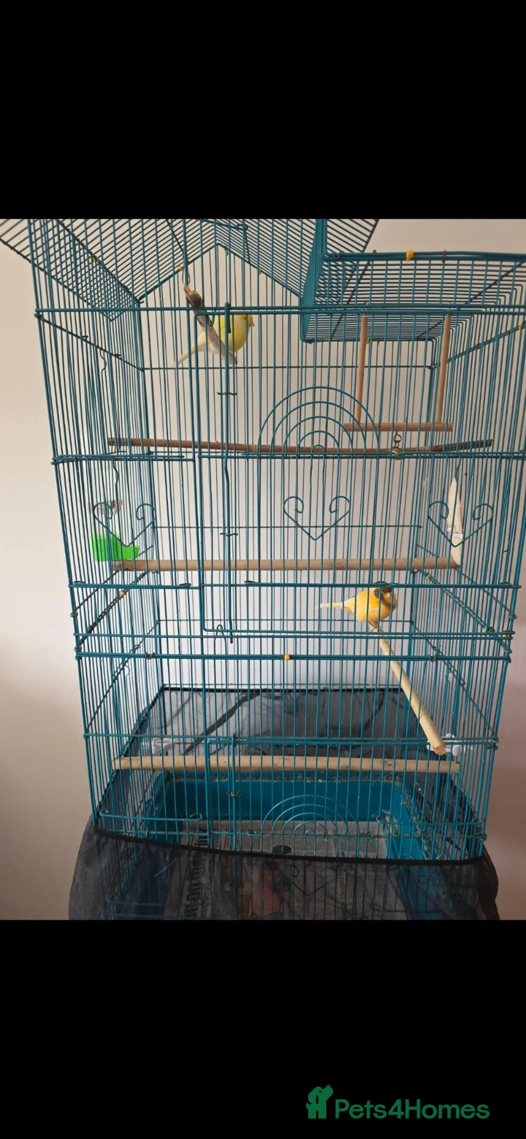Canaries birds for sale: Two Lovely Canaries Looking for a New Home - Advert 1