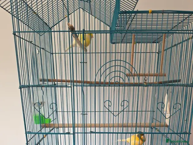 Canaries birds for sale: Two Lovely Canaries Looking for a New Home - Advert 5
