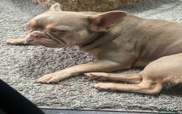 French Bulldog dogs for sale: My sweet girl - Image 3