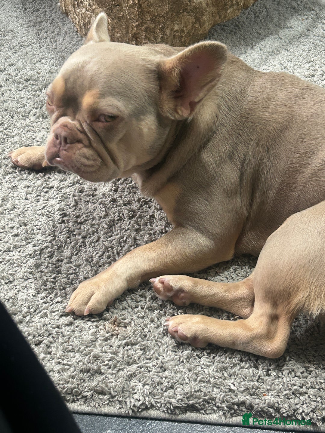 French Bulldog dogs for sale: My sweet girl - Image 3