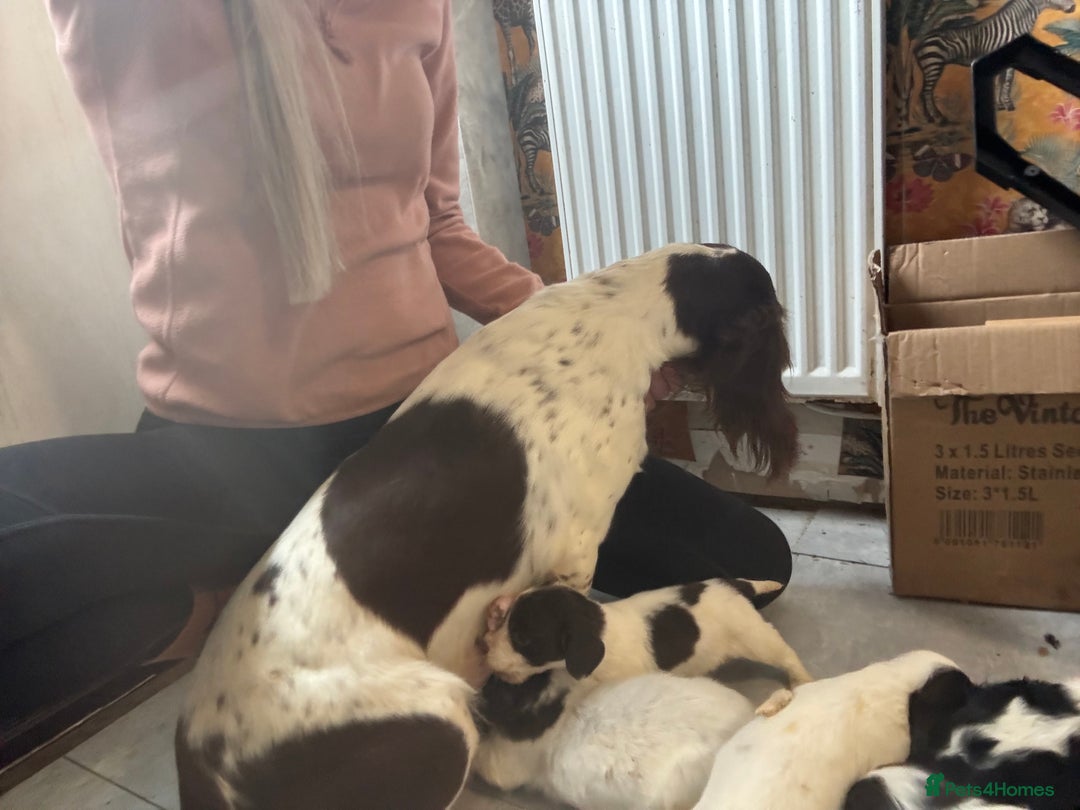 English Springer Spaniel dogs for sale: Beautiful springer spaniel puppies  - Image 4