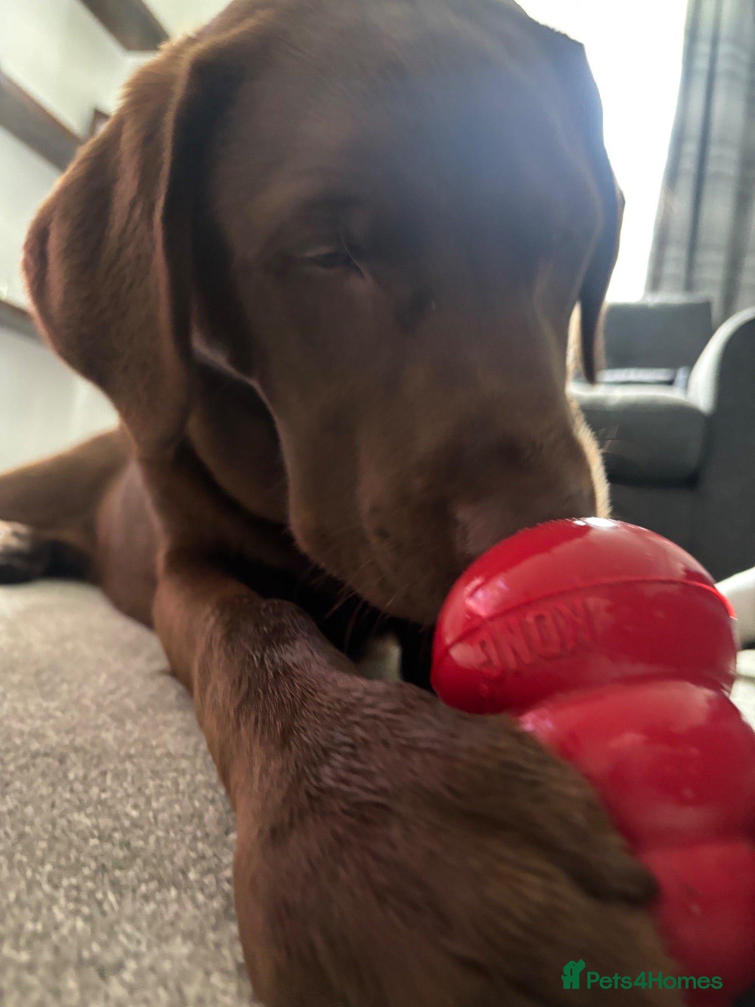 Labrador Retriever dogs Stunning chocolate Labrador  - Advert 3