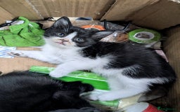 Mixed Breed cats for sale: healthy, fluffy and happy girls  - Image 7