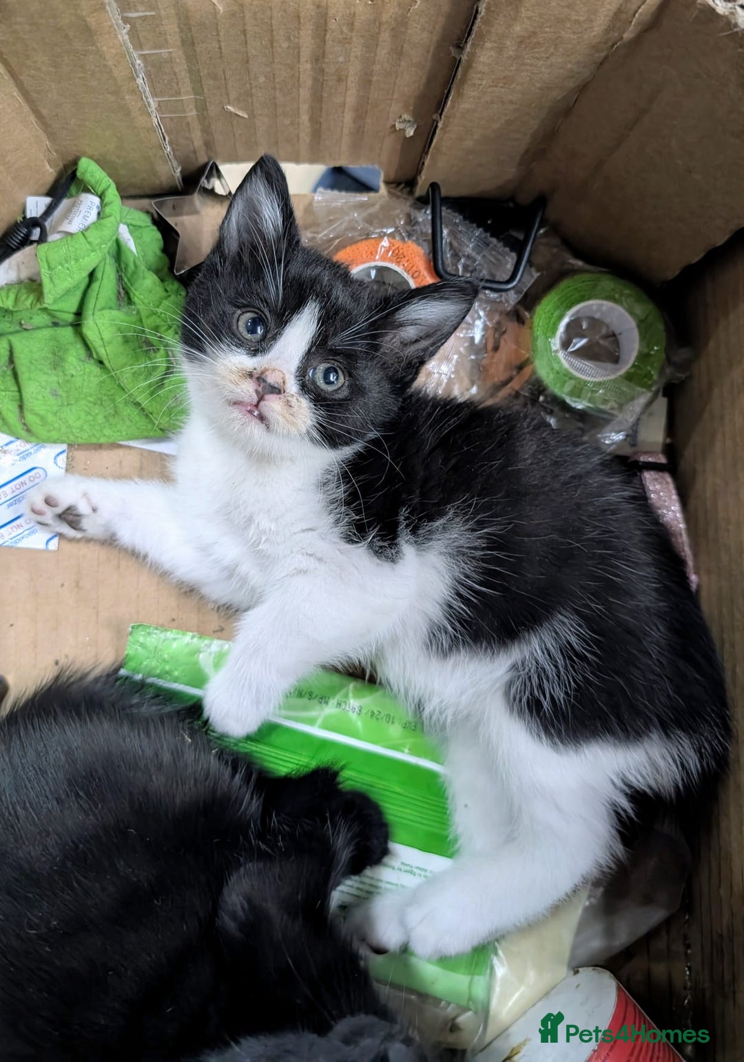 Mixed Breed cats for sale: healthy, fluffy and happy girls  - Image 7