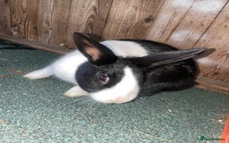 Dutch rabbits for sale: All mixed rabbits £60 each open to offers  - Advert 12