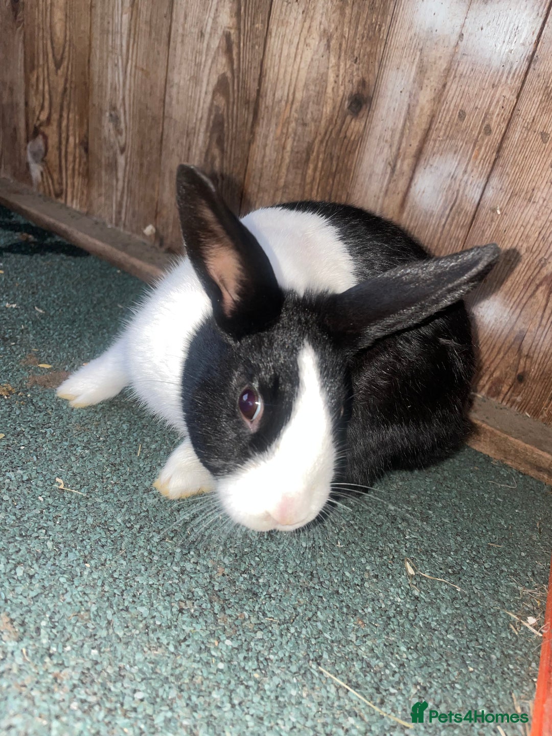 Dutch rabbits for sale: All mixed rabbits £60 each open to offers  - Advert 12