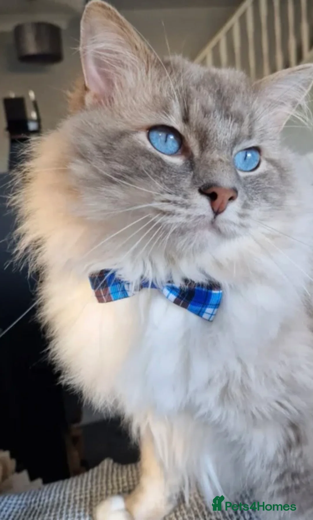 Ragdoll cats for sale: Ragdoll - Advert 2