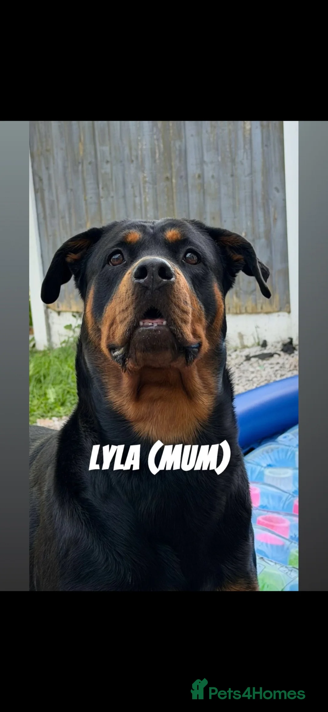 Rottweiler dogs for sale: Rottweiler puppies  in Nottingham - Advert 1