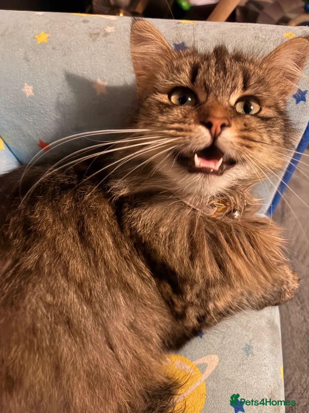 Mixed Breed cats for sale: Adorable Kittens Looking for Loving Homes! - Advert 9