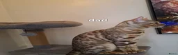 Bengal cats for sale: 2 bengal boys  in Yeovil - Advert 7