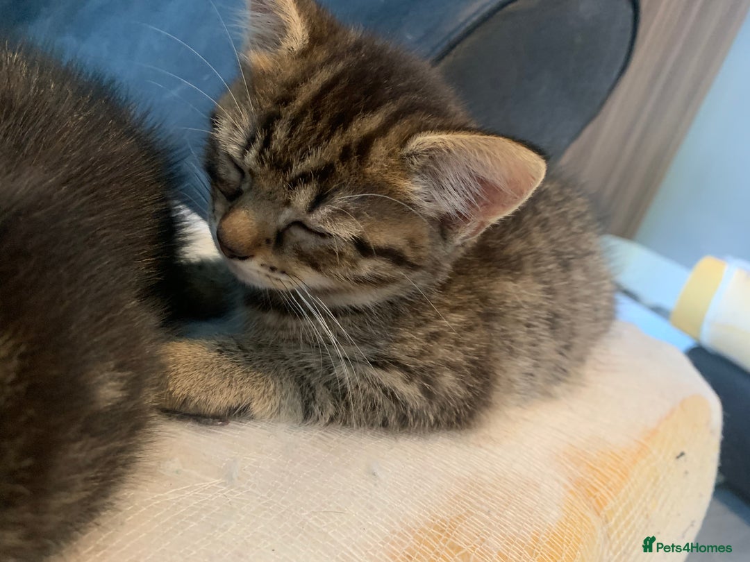 Mixed Breed cats for sale: Two adorable little girls  - Image 6