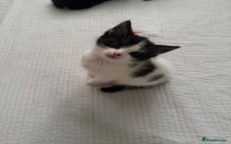 Domestic Shorthair cats for sale: 5 Playful Tuxedo & Black Kittens – Ready Now - Image 17