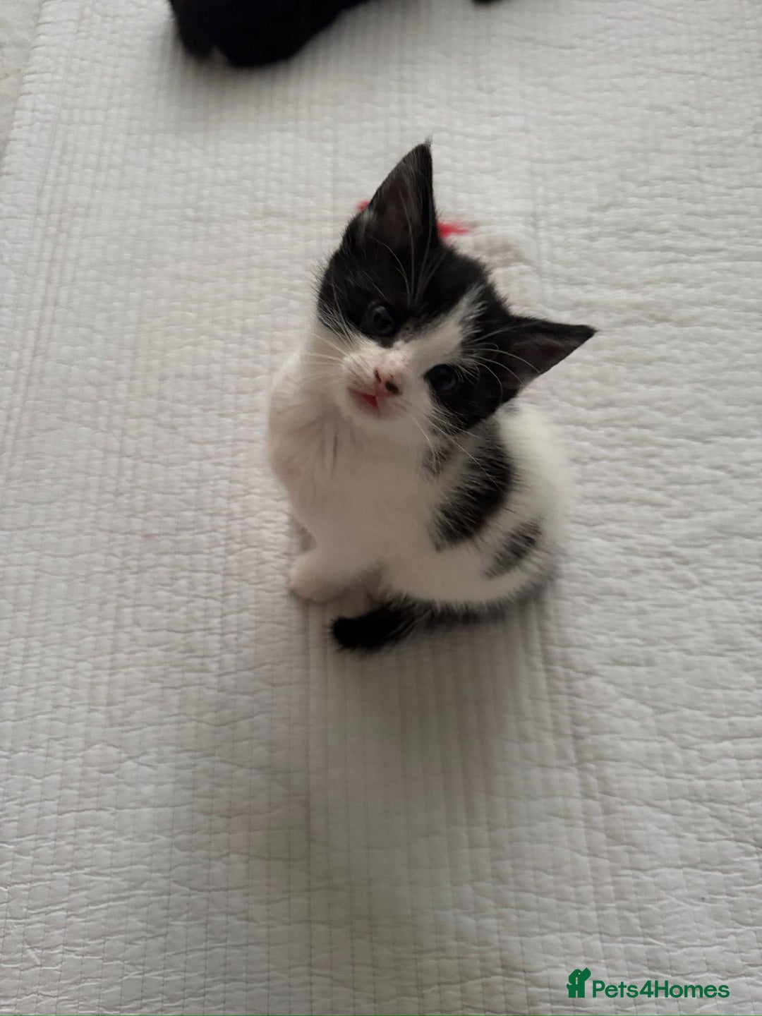 Domestic Shorthair cats for sale: 5 Playful Tuxedo & Black Kittens – Ready Now - Image 17