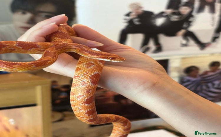 Corn Snake reptiles - Advert 1