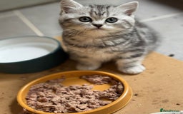 British Shorthair cats for sale: Beautiful registered British Shorthaired Kittens - Image 12