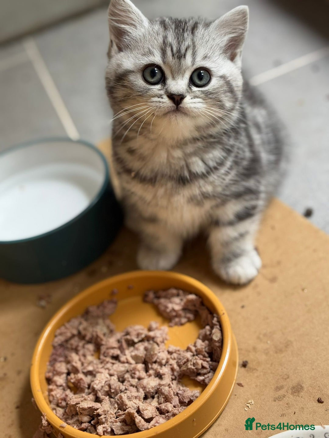British Shorthair cats for sale: Beautiful registered British Shorthaired Kittens - Image 12