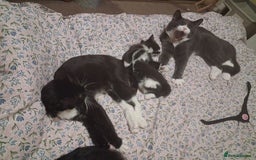 Mixed Breed cats for sale: Beautiful kittens - Advert 11