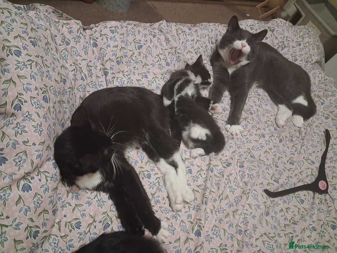 Mixed Breed cats for sale: Beautiful kittens - Advert 11