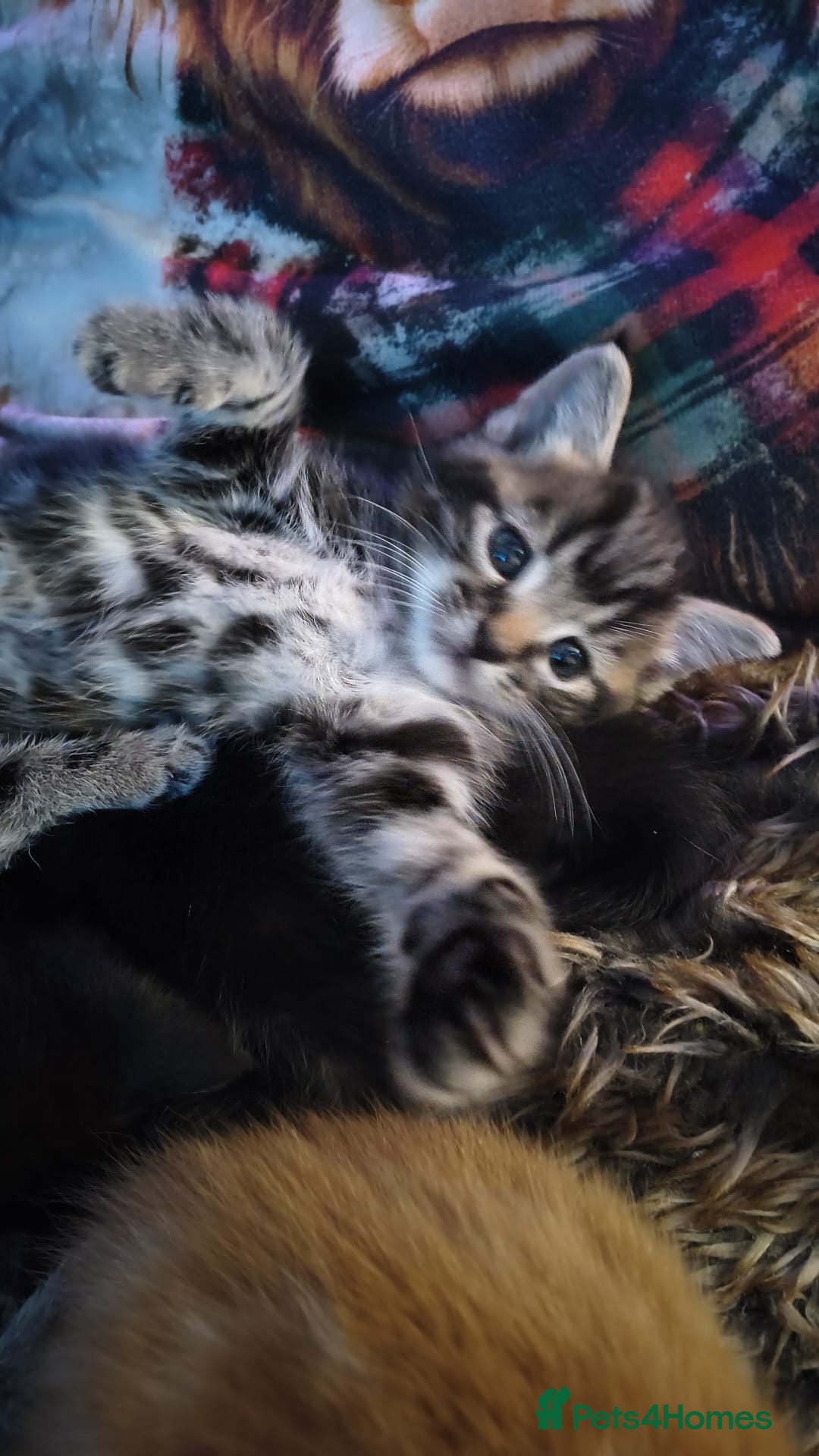 British Shorthair cats for sale: 🐾 Beautiful British Shorthair Kittens  - Advert 6