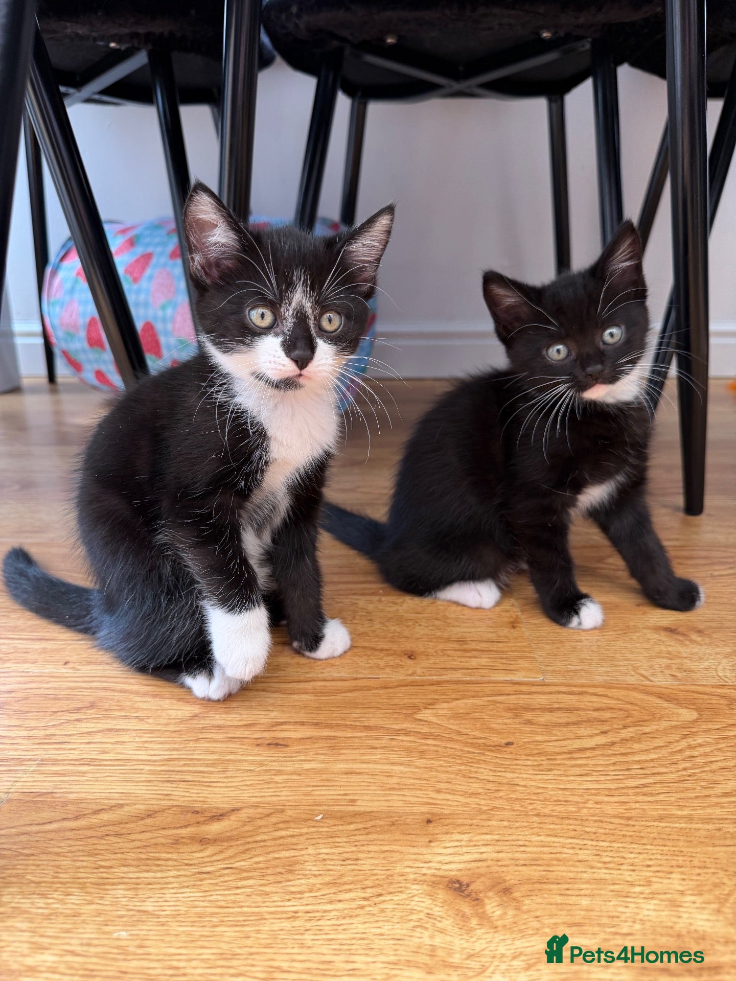 Mixed Breed cats Beautiful black & white kittens for sale  - Advert 1